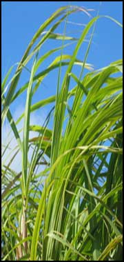 barbados sugar cane field