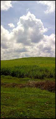 sugar cane plantation